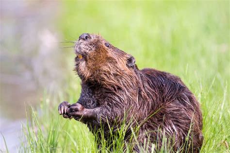 7 Different Animals That Look Like Beavers (Pictures).